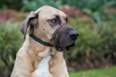 Sự kiện dành cho bạn và những chú chó thân thương nhà bạn