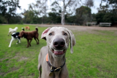 Cuộc phiêu lưu Đi bộ cùng những chú chó có mặt tại MPavilion