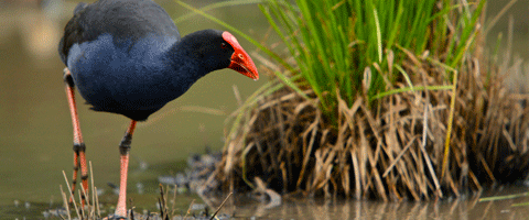 Tham gia hoạt động xã hội bảo vệ môi trường cùng nhóm bảo vệ môi trường nòng cốt của Hội đồng Thành phố Dandenong